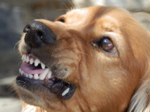 dog aggressive behavior