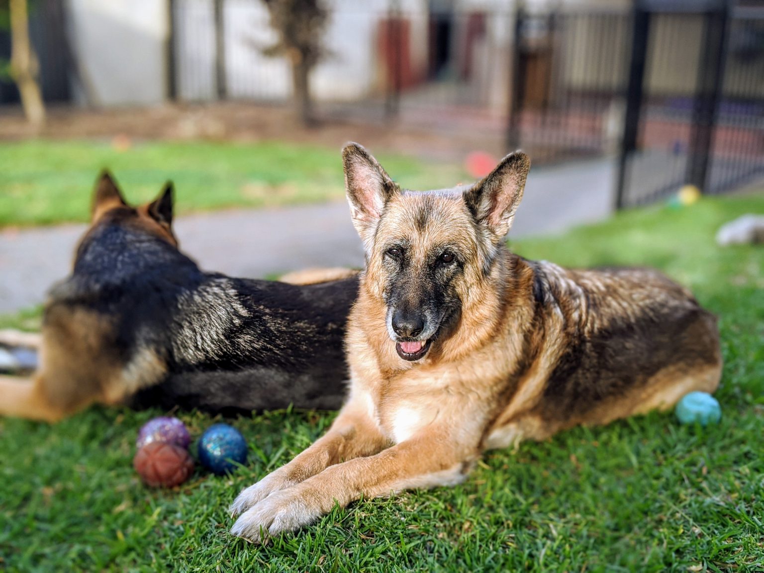 Training German Shepherd Puppies All You Need to know Bark Collar