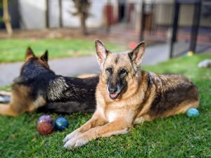 Training German Shepherd Puppies
